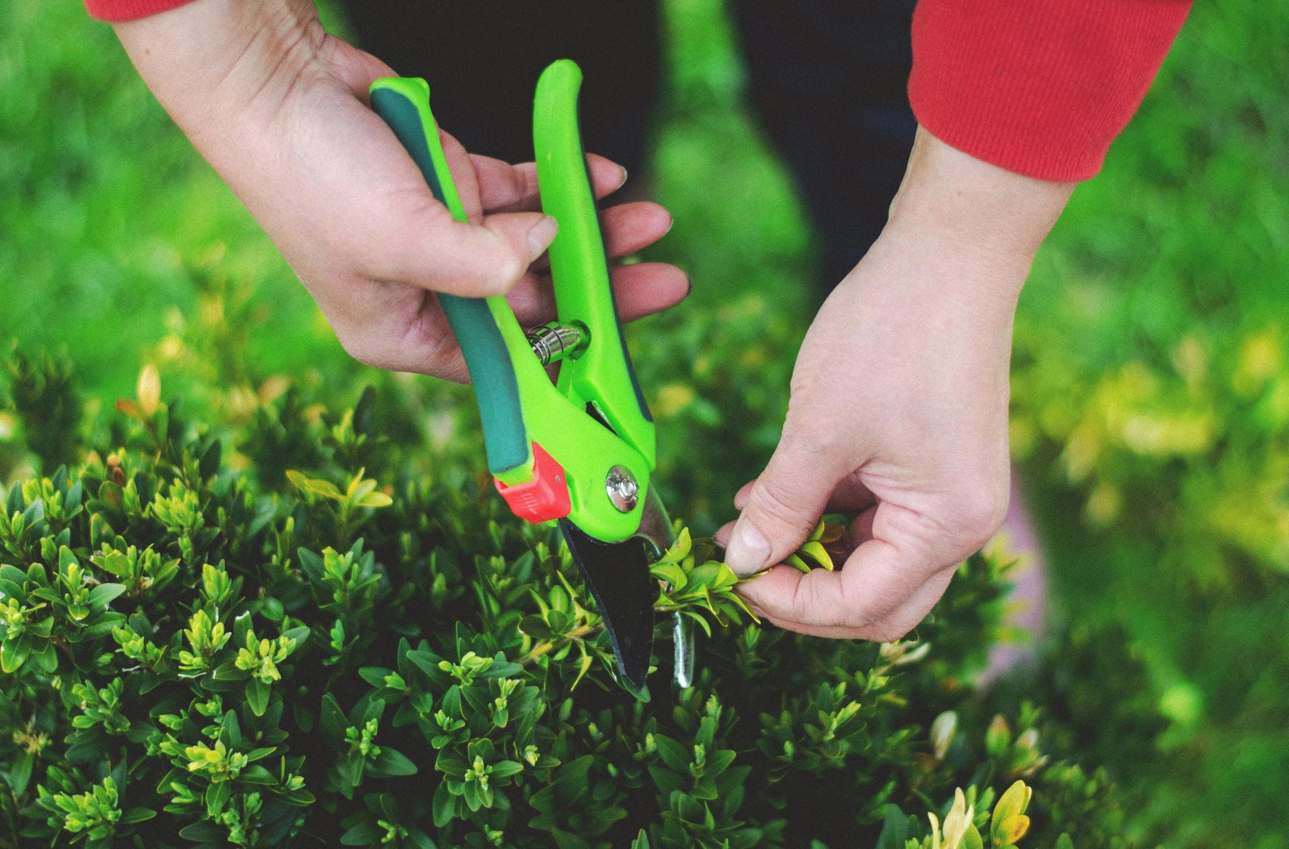 Petits travaux de jardinage
